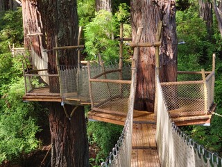 Redwood Canopy Trail