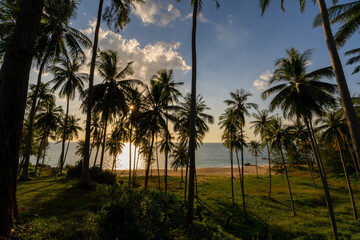 Silhouette coconut palm trees at sunset or sunrise sky over sea Amazing light nature colorful landscape Beautiful light nature sky and clouds