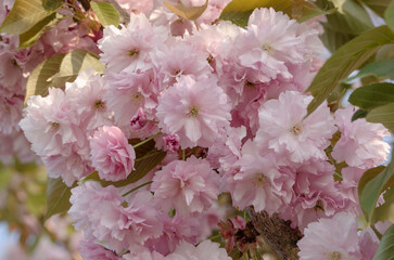 Schöne Kirschblüten am Baum 