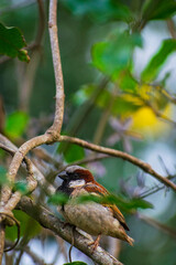 sparrow on a branch
