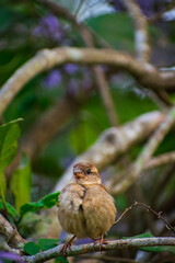 sparrow on a branch
