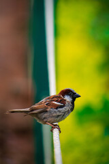 sparrow on a wire