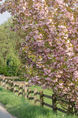 Schöne Kirschblüten am Baum 