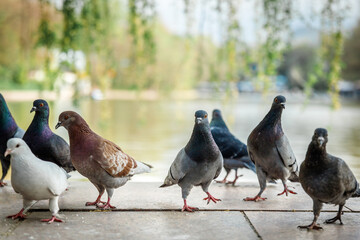 A group of different curious urban pigeons are looking at the camera. Pigeon birds on the city...