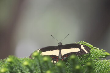 Black and white butterfly on branch