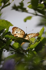Backlit Butterfly on Leaves