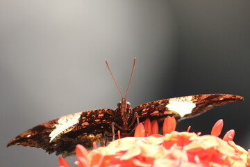 Brown Butterfly on Peach Flowers
