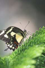 Butterfly on tree branch