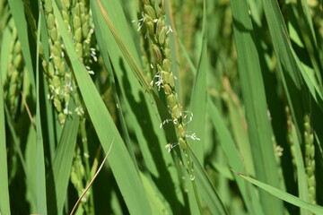 イネの花 山形県庄内