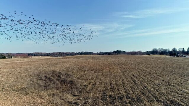 View of Geese feeding activity over agricultural brown fields. Feeding activities of white-fronted goose on a bright sunny day. Goose flying in the sky.