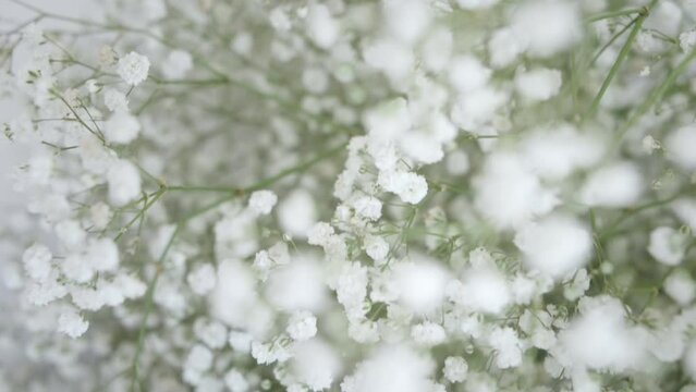 Lush bouquet of tiny white gypsophila flowers perfect for wedding. Beautiful bunch of delicate ornamental plants for bridal ceremony closeup