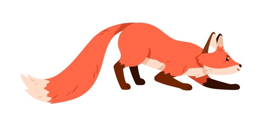Wild orange fox hunting, sneaking up carefully. Profile of sly forest animal creeping slowly. Cute foxy pup hunter in motion, side view. Flat vector illustration isolated on white background