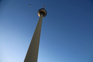 Obraz premium The bird and TV Tower - Berlin, Germany