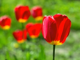 Red tulips flowers against green grass background.