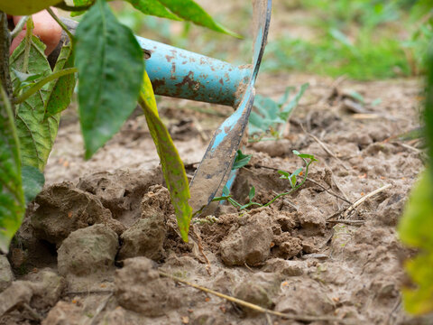 Close-up of the hand holding the hoe removes weeds under the plant. The concept of agriculture and horticulture