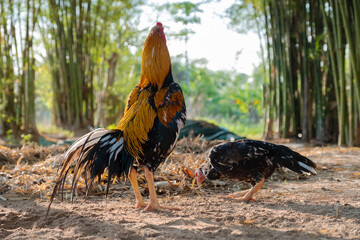 beautiful yellow saddle feather at the back of original native Thai rooster from Thailand. 