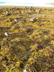 Schottische Küste mit Seetang