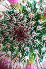 Naklejka na ściany i meble cactus needles close-up front view
