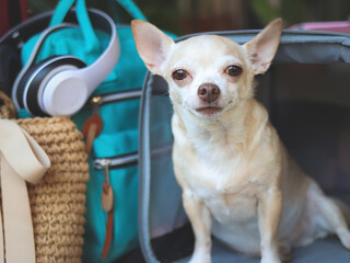 brown short hair chihuahua dog sitting in front of traveler pet carrier bag with travel accessories, ready to travel. Safe travel with animals.
