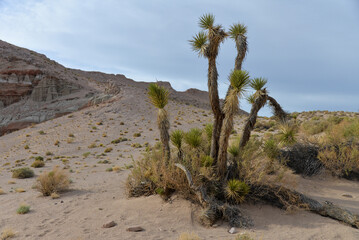 Joshua trees in Red Rock Canyon State Park in California, USA