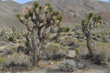 Joshua trees in Red Rock Canyon State Park in California, USA