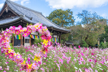 奈良のコスモス寺「般若寺」｜本堂とコスモス畑と青空
