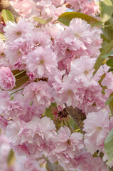Schöne Kirschblüten am Baum