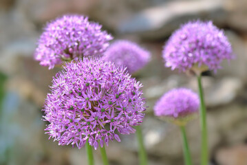 closeup on pink round flower of ornamental garlic blomming in the garden