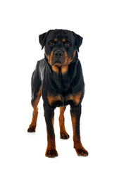 Obraz premium rottweiler in studio