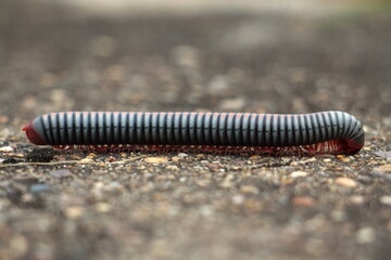 A gray flaming millipede walking on the cement floor.