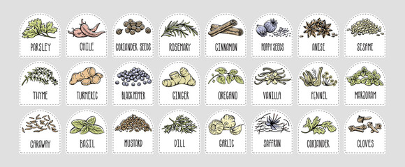 Vector set of stickers for spices.  basil, parsley, coriander, rosemary, cinnamon, chili, pepper, thyme, turmeric, black pepper, ginger, oregano, cumin, poppy, anise, garlic, dill, mustard, saffron, v