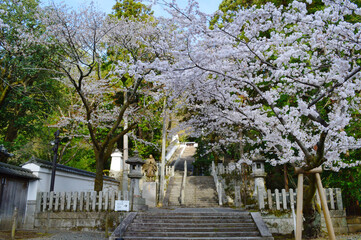 桜咲く京都市知恩院の法然上人御廟参道
