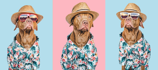 Lovable, pretty brown puppy in a Hawaiian shirt