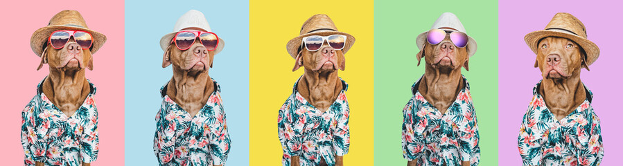 Lovable, pretty brown puppy in a Hawaiian shirt - obrazy, fototapety, plakaty