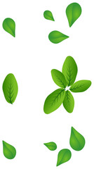 Greenish foliage patterns. This leaves icon can use for cartoon, nature, environment. green concepts and themes.