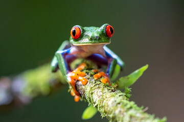 Naklejka premium Red-eyed Tree Frog, Agalychnis callidryas, sitting on the green leave in tropical forest in Costa Rica.