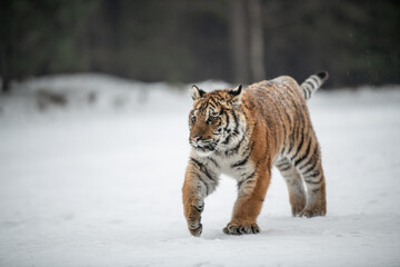 Siberian Tiger running in snow. Beautiful, dynamic and powerful photo of this majestic animal. Set in environment typical for this amazing animal. Birches and meadows