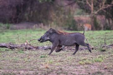 Common warthog (Phacochoerus africanus) is a wild member of the pig family (Suidae) found in grassland, savanna, and woodland in sub-Saharan Africa.