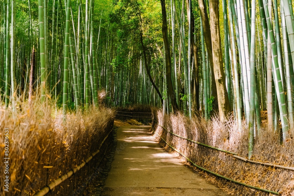 Wall mural wooden bridge in the forest