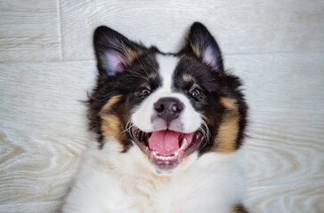 A puppy of an Australian sheepdog breed is lying on the floor and looking into the frame with a smile. Top view of aussie puppy with a smile looking at the owner