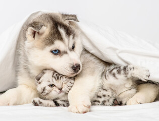 Husky puppy with blue eyes lying under the covers on the bed and hugging a tabby kitten of the Scottish breed. Puppy and kitten lying together under a white blanket