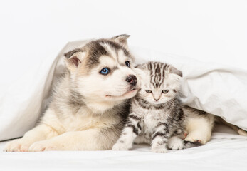 A small blue-eyed husky puppy sniffs a striped kitten of a Scottish breed sitting under a blanket...
