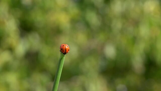 ladybird taking off from a grass stalk, slow motion