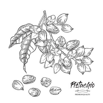 Pistachio plant. Hand drawn pistachio tree branch with leaves and nuts. Vector illustration. Black and white sketch style.