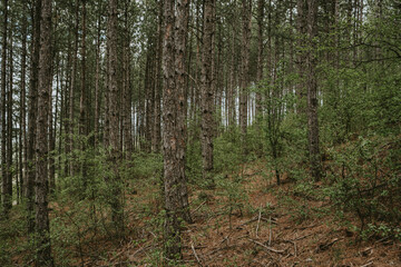 Naklejka premium trees in the woods