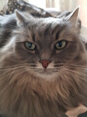Gray fluffy cat resting on the couch