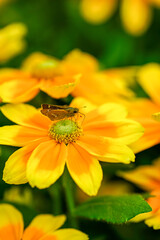 ルドベキアとチャバネセセリ