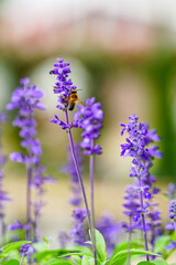 Obraz premium コモンセージとオオハキリバチ