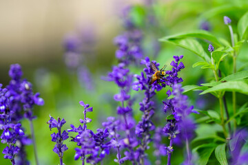 コモンセージとオオハキリバチ