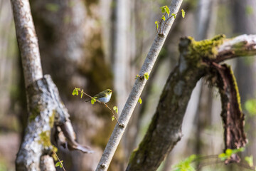 Willow warbler in the woodland at springtime